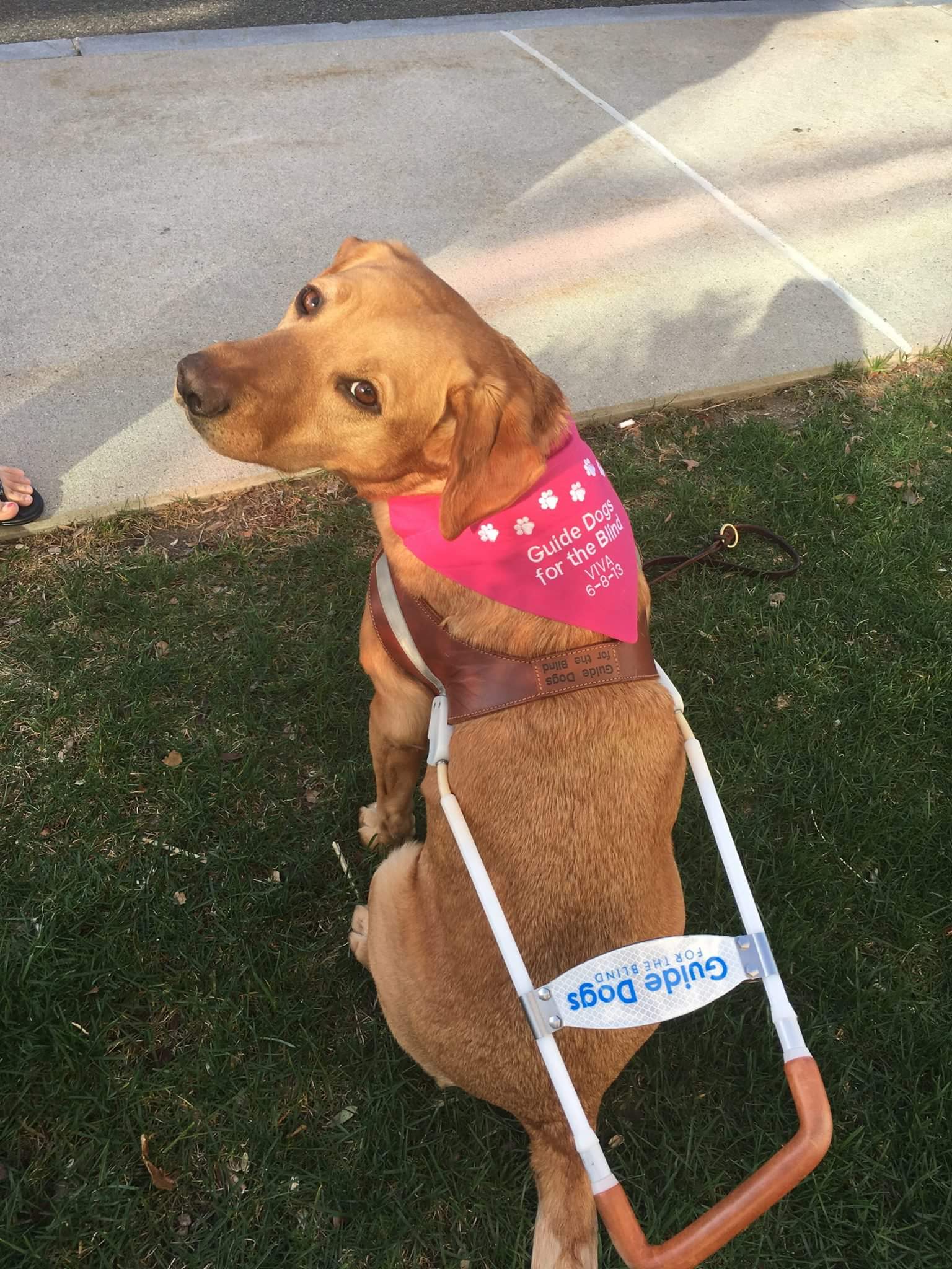 Viva with back to camera, looking over her left shoulder, harness and pink bandana on lush green grass.